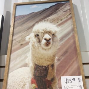 Llama Picture