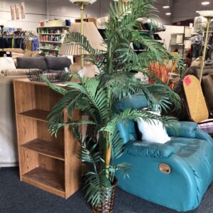 Palm Tree