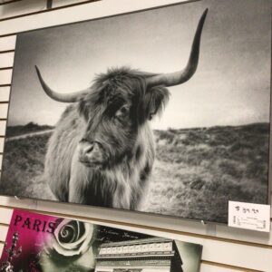 Bull Canvas