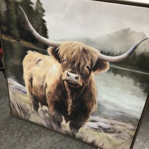 Highland Cow Picture