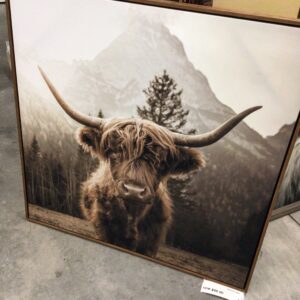 Highland Cow Picture