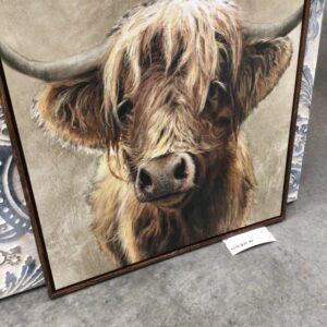 Highland Cow Picture