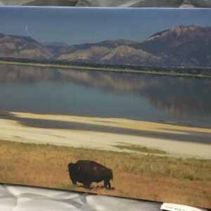 Buffalo Canvas