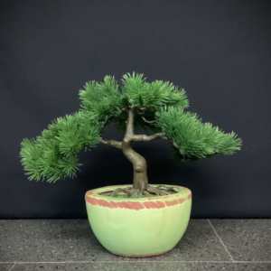 Bonzai