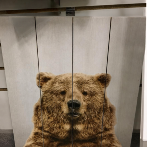 Bear Art